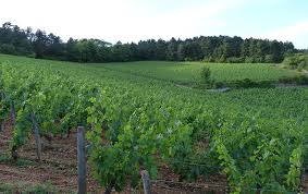 One of M Gibulot's vineyards. Pic courtesy of Decanter